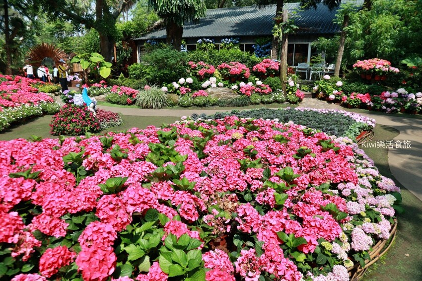 2023花露農場繡球花季|苗栗景點推薦花露農場花季一日遊,森林花園秘境、全台唯一精油城堡,近苗栗鯉魚潭水