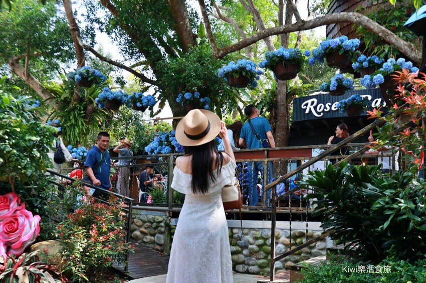 2023花露農場繡球花季|苗栗景點推薦花露農場花季一日遊,森林花園秘境、全台唯一精油城堡,近苗栗鯉魚潭水