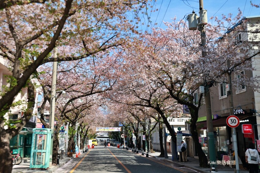 韓國釜山景點余川櫻花廊道｜韓國釜山鎮海軍港節櫻花季，周邊美食景點推薦，鎮海一日遊