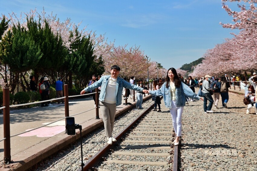 走訪韓國釜山櫻花就是要來個tour行程,賞櫻超順暢輕鬆收集慶和火車站&余佐川櫻花道