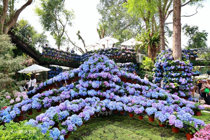 2023花露農場繡球花季|苗栗景點推薦花露農場花季一日遊,森林花園秘境、全台唯一精油城堡,近苗栗鯉魚潭水