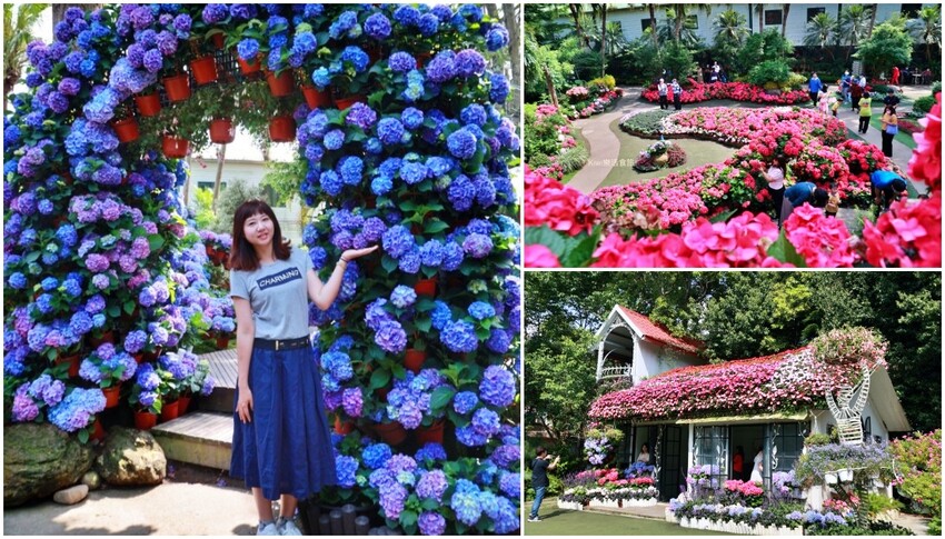 2023花露農場繡球花季|苗栗景點推薦花露農場花季一日遊,森林花園秘境、全台唯一精油城堡,近苗栗鯉魚潭水