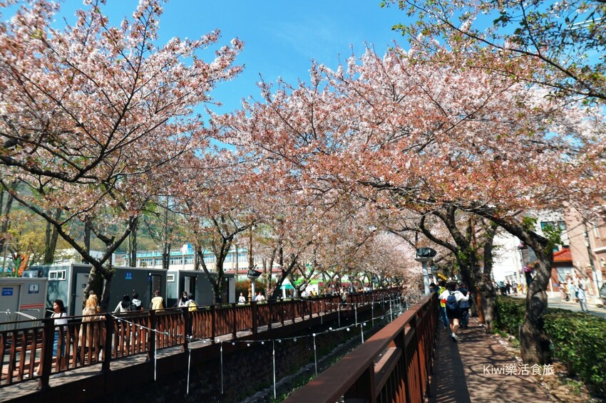 韓國釜山景點余川櫻花廊道｜韓國釜山鎮海軍港節櫻花季，周邊美食景點推薦，鎮海一日遊