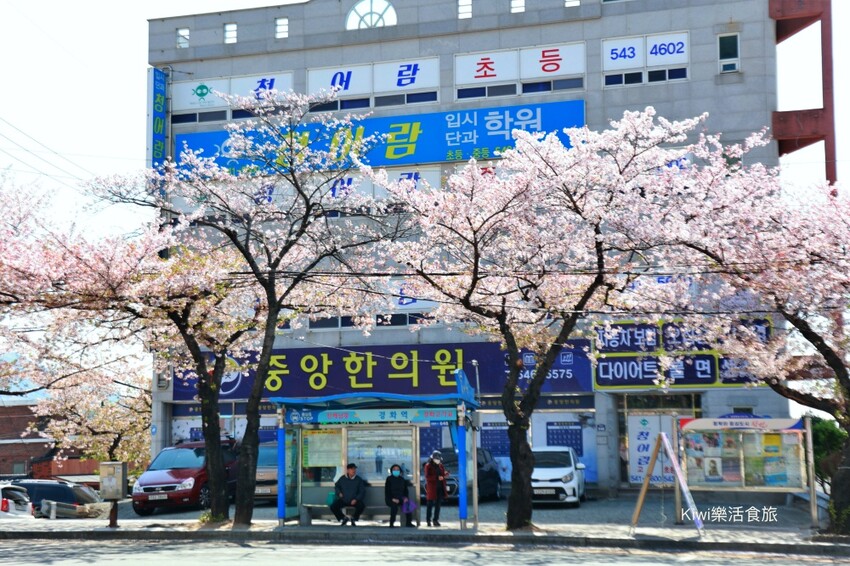 韓國釜山景點余川櫻花廊道｜韓國釜山鎮海軍港節櫻花季，周邊美食景點推薦，鎮海一日遊