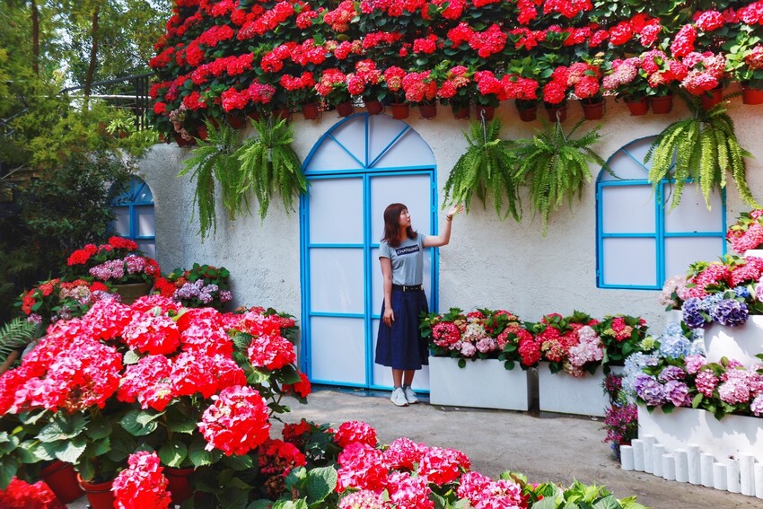 2023花露農場繡球花季|苗栗景點推薦花露農場花季一日遊,森林花園秘境、全台唯一精油城堡,近苗栗鯉魚潭水