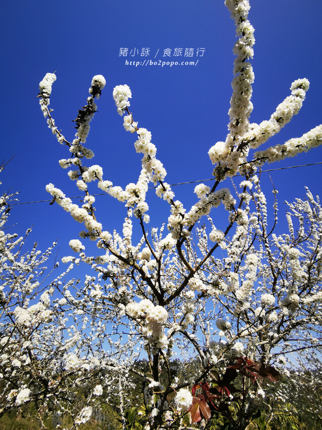 嘉義。梅山》太興龍王金殿+原住民休息站+牛伯伯茶塢+樟樹湖櫻花