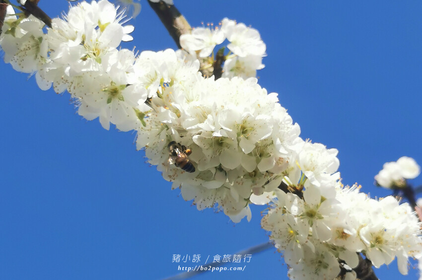 嘉義。梅山》太興龍王金殿+原住民休息站+牛伯伯茶塢+樟樹湖櫻花