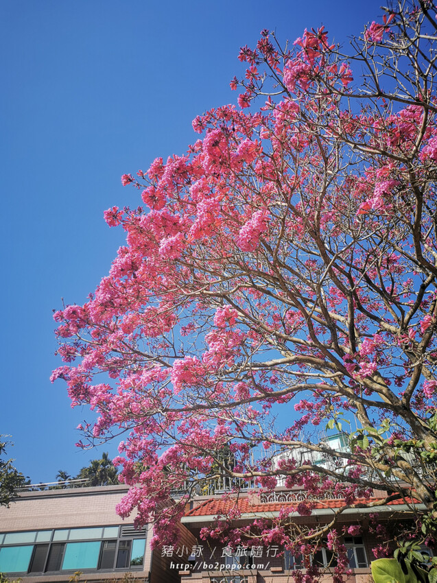 嘉義。梅山》太興龍王金殿+原住民休息站+牛伯伯茶塢+樟樹湖櫻花