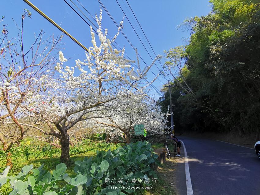 嘉義。梅山》太興龍王金殿+原住民休息站+牛伯伯茶塢+樟樹湖櫻花