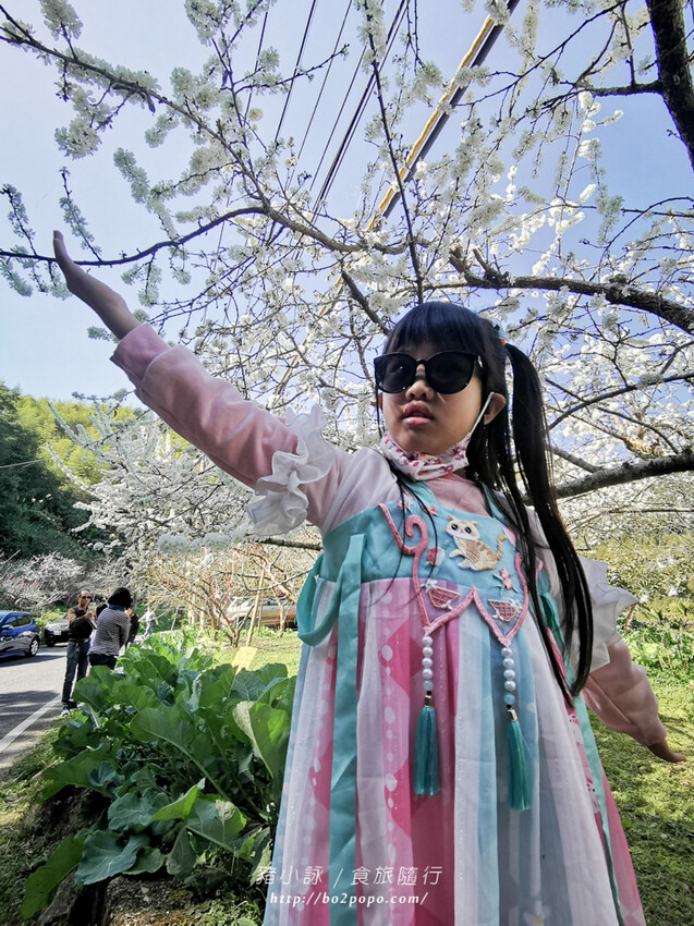 嘉義。梅山》太興龍王金殿+原住民休息站+牛伯伯茶塢+樟樹湖櫻花