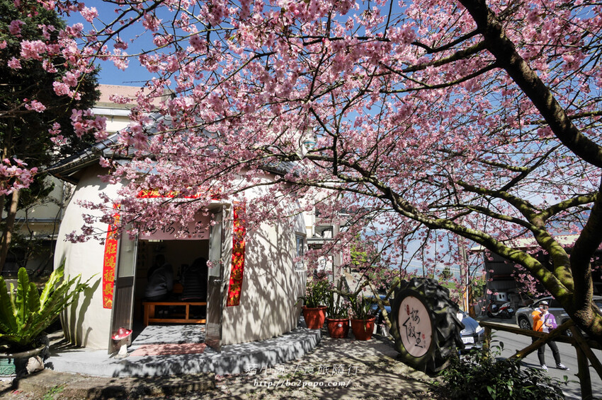 嘉義。梅山》太興龍王金殿+原住民休息站+牛伯伯茶塢+樟樹湖櫻花
