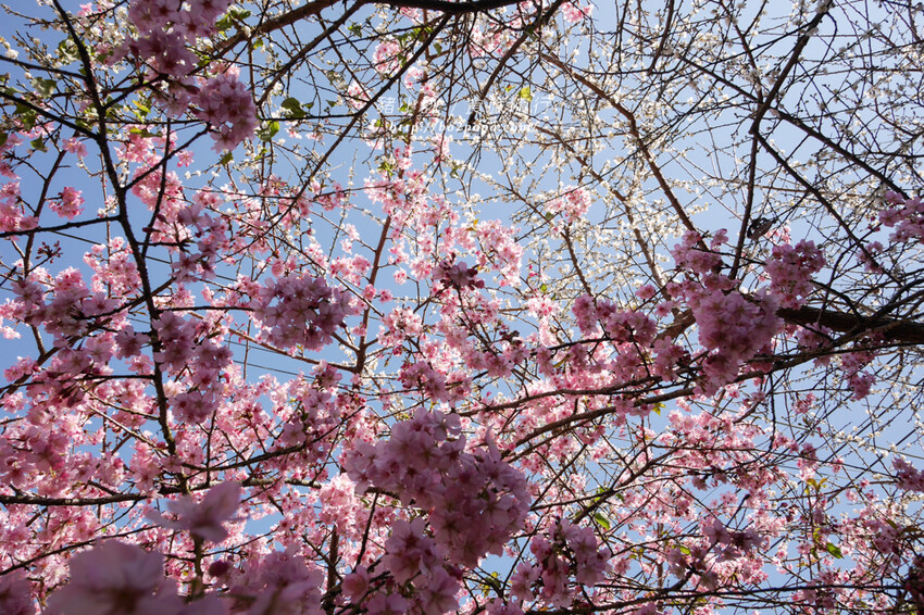 嘉義。梅山》太興龍王金殿+原住民休息站+牛伯伯茶塢+樟樹湖櫻花
