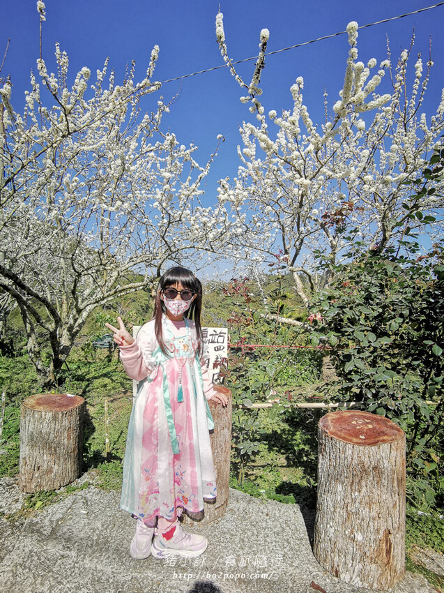 嘉義。梅山》太興龍王金殿+原住民休息站+牛伯伯茶塢+樟樹湖櫻花