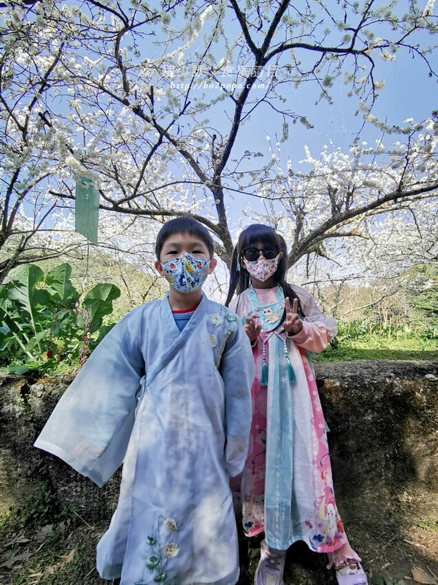 嘉義。梅山》太興龍王金殿+原住民休息站+牛伯伯茶塢+樟樹湖櫻花