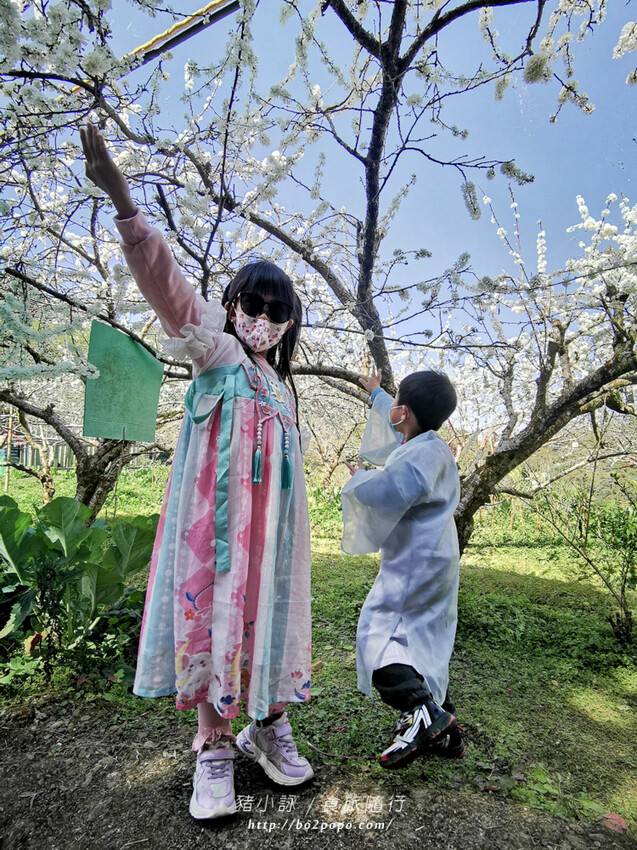 嘉義。梅山》太興龍王金殿+原住民休息站+牛伯伯茶塢+樟樹湖櫻花