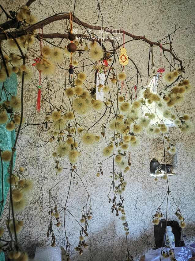 嘉義。梅山》太興龍王金殿+原住民休息站+牛伯伯茶塢+樟樹湖櫻花