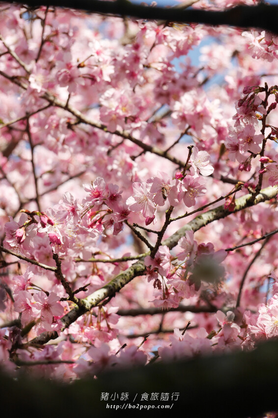 嘉義。梅山》太興龍王金殿+原住民休息站+牛伯伯茶塢+樟樹湖櫻花