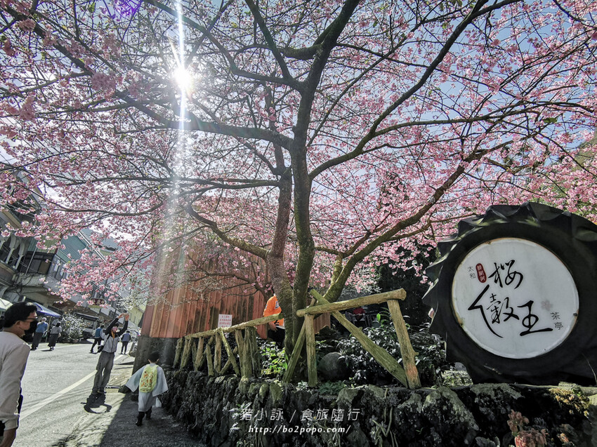 嘉義。梅山》太興龍王金殿+原住民休息站+牛伯伯茶塢+樟樹湖櫻花