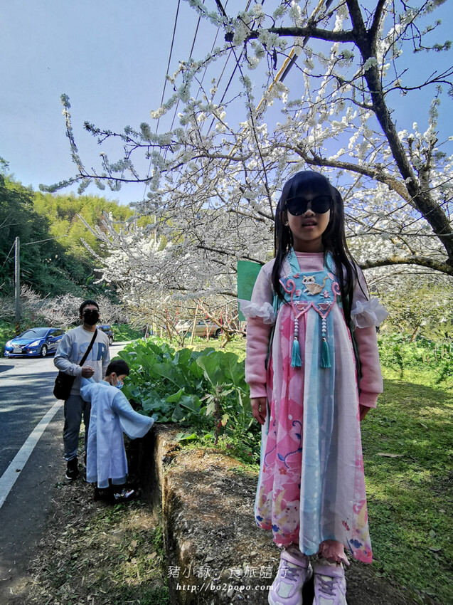 嘉義。梅山》太興龍王金殿+原住民休息站+牛伯伯茶塢+樟樹湖櫻花