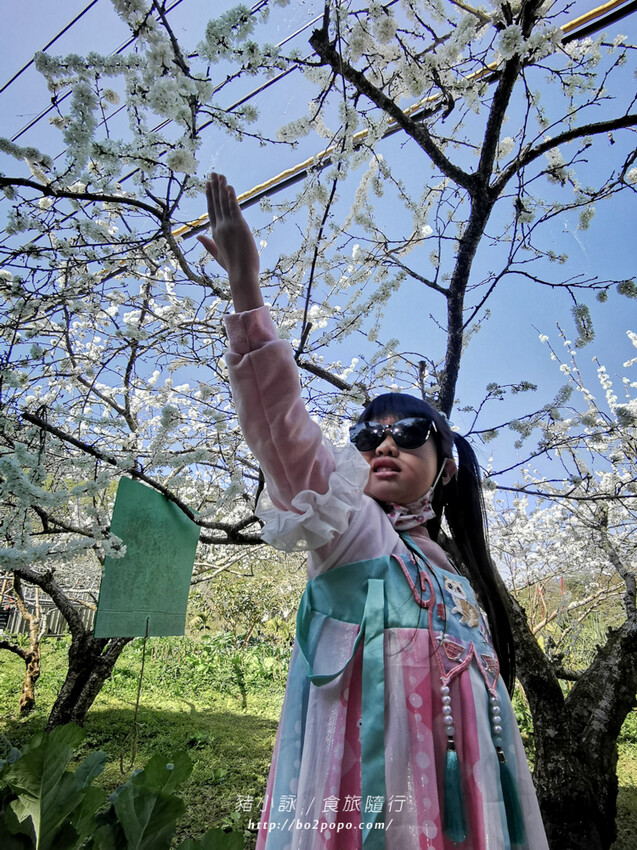 嘉義。梅山》太興龍王金殿+原住民休息站+牛伯伯茶塢+樟樹湖櫻花