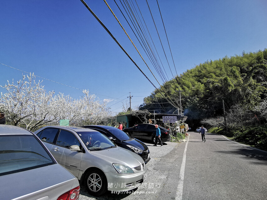 嘉義。梅山》太興龍王金殿+原住民休息站+牛伯伯茶塢+樟樹湖櫻花