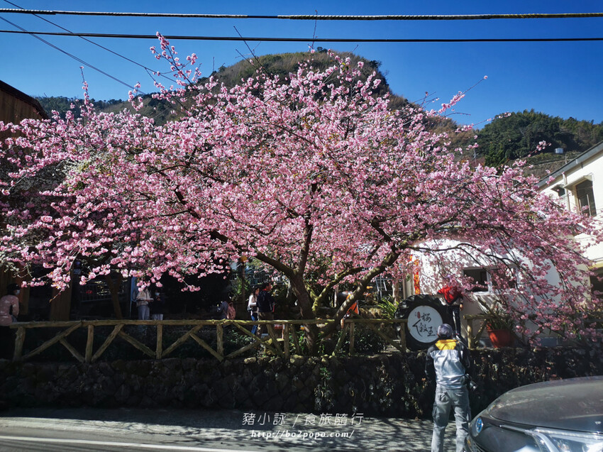 嘉義。梅山》太興龍王金殿+原住民休息站+牛伯伯茶塢+樟樹湖櫻花