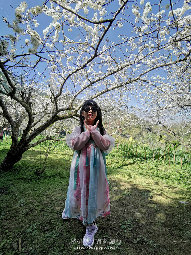 嘉義。梅山》太興龍王金殿+原住民休息站+牛伯伯茶塢+樟樹湖櫻花