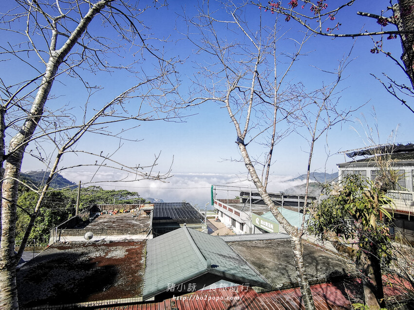 嘉義。梅山》太興龍王金殿+原住民休息站+牛伯伯茶塢+樟樹湖櫻花