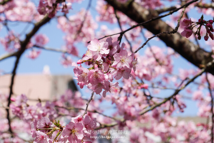 嘉義。梅山》太興龍王金殿+原住民休息站+牛伯伯茶塢+樟樹湖櫻花