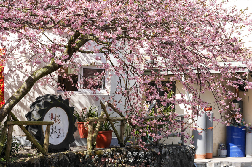 嘉義。梅山》太興龍王金殿+原住民休息站+牛伯伯茶塢+樟樹湖櫻花