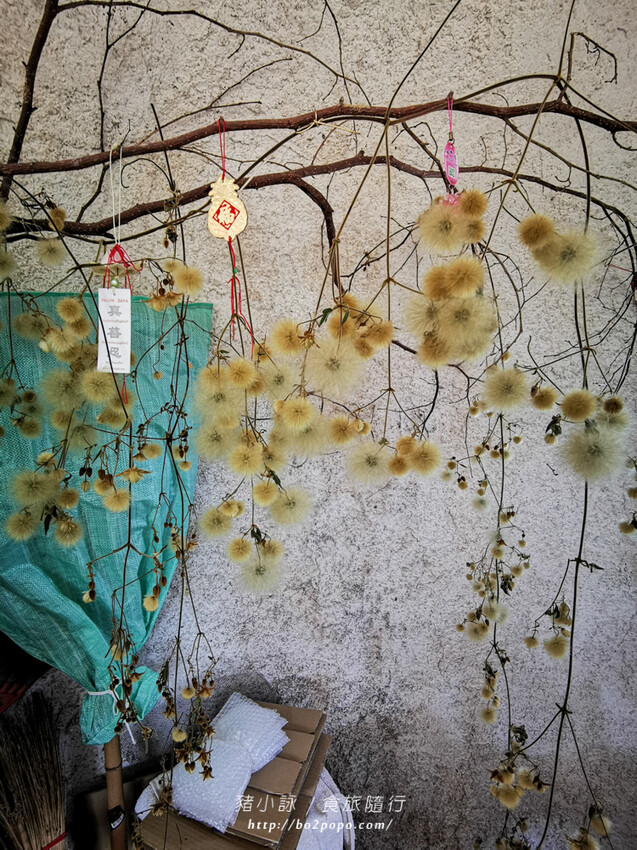 嘉義。梅山》太興龍王金殿+原住民休息站+牛伯伯茶塢+樟樹湖櫻花