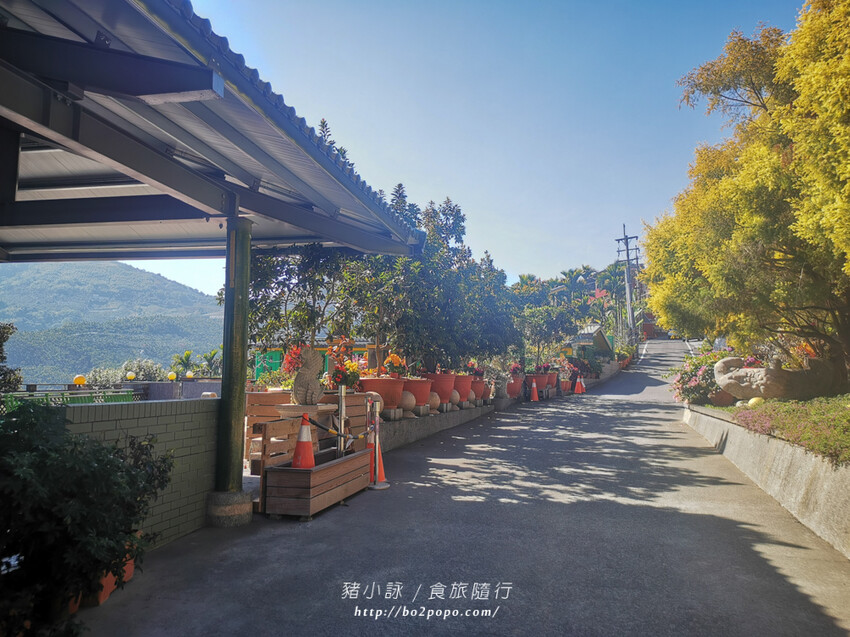 嘉義。梅山》太興龍王金殿+原住民休息站+牛伯伯茶塢+樟樹湖櫻花