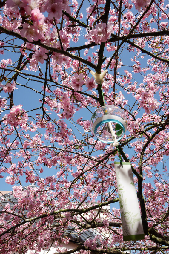 嘉義。梅山》太興龍王金殿+原住民休息站+牛伯伯茶塢+樟樹湖櫻花