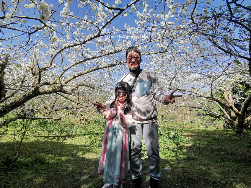 嘉義。梅山》太興龍王金殿+原住民休息站+牛伯伯茶塢+樟樹湖櫻花