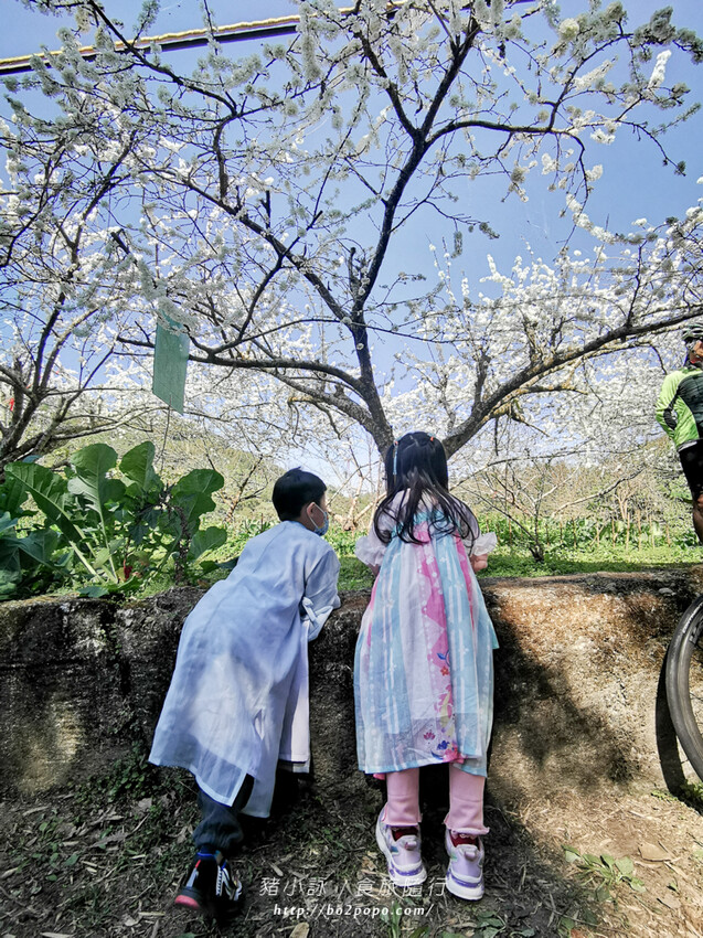 嘉義。梅山》太興龍王金殿+原住民休息站+牛伯伯茶塢+樟樹湖櫻花