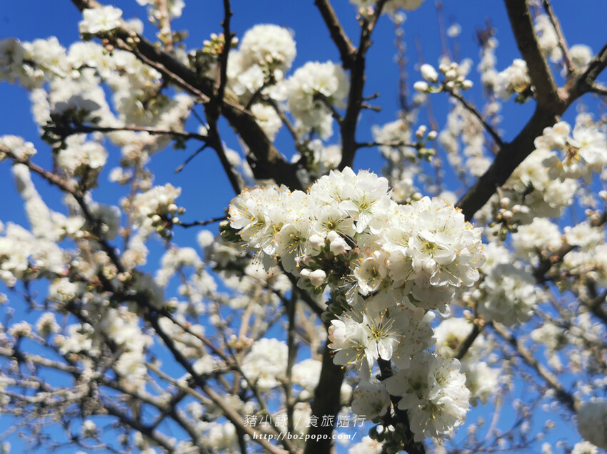 嘉義。梅山》太興龍王金殿+原住民休息站+牛伯伯茶塢+樟樹湖櫻花