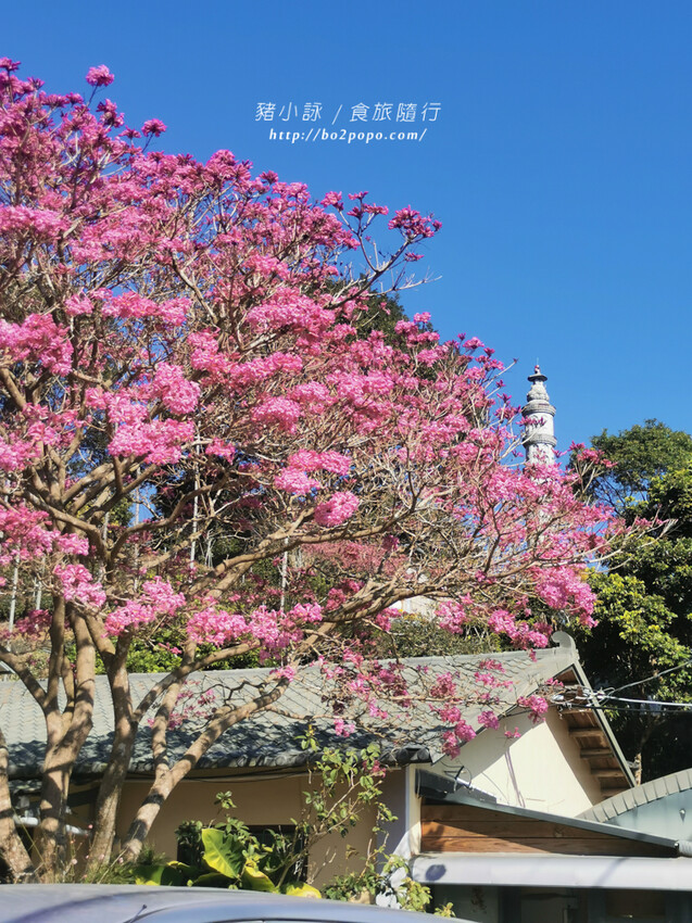 嘉義。梅山》太興龍王金殿+原住民休息站+牛伯伯茶塢+樟樹湖櫻花