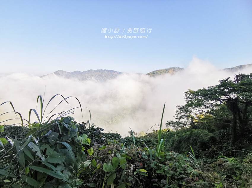 嘉義。梅山》太興龍王金殿+原住民休息站+牛伯伯茶塢+樟樹湖櫻花