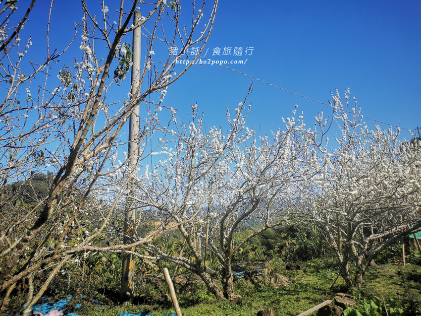嘉義。梅山》太興龍王金殿+原住民休息站+牛伯伯茶塢+樟樹湖櫻花