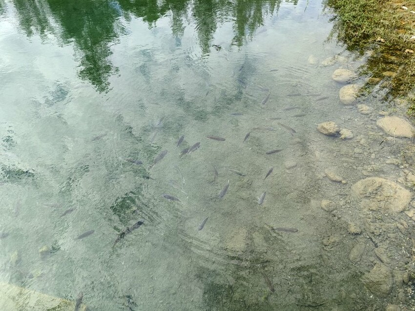 【台東旅遊】台東森林公園親子單車之旅．孩子最愛的探險路線!