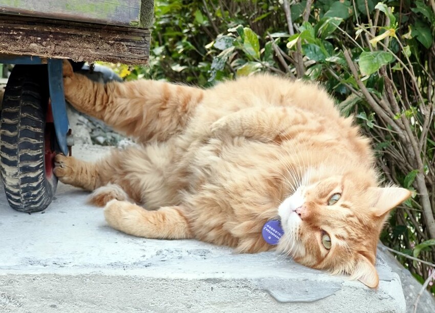 【新竹】搭棚、木屋、包棟通通有，吉娜的家免裝備露營!