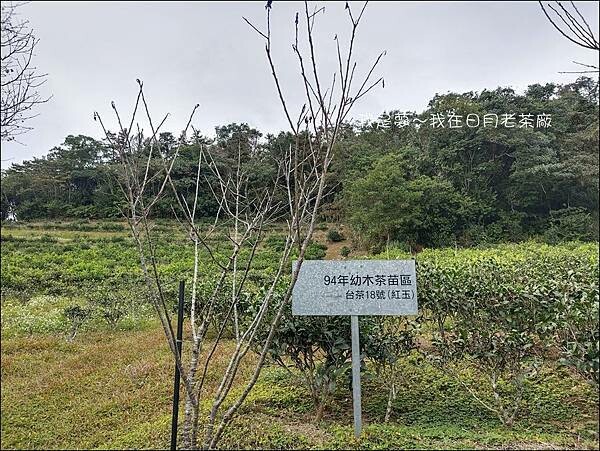 日月老茶廠02.jpg
