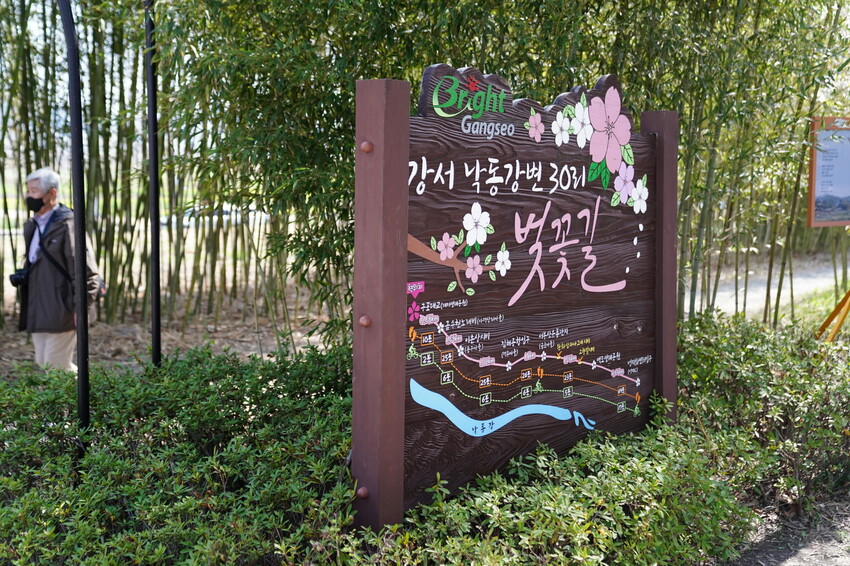 大渚生態公園櫻花 X魔王 釜山櫻花景點 同時可以拍到油菜花跟櫻花