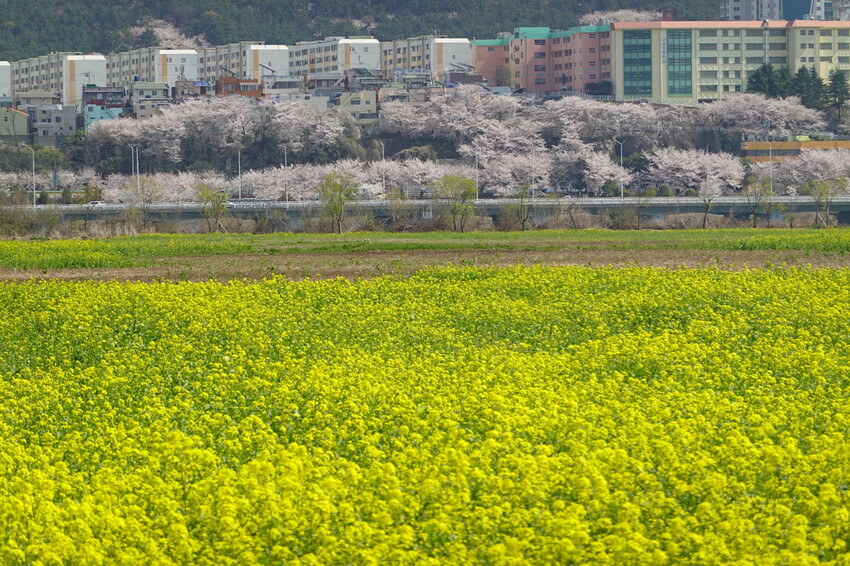 大渚生態公園櫻花 X魔王 釜山櫻花景點 同時可以拍到油菜花跟櫻花