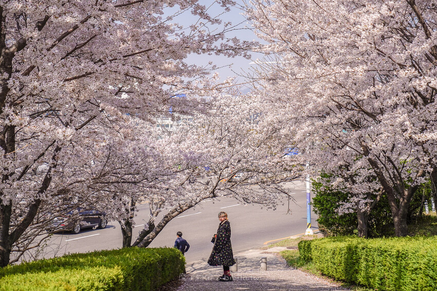 大渚生態公園櫻花 X魔王 釜山櫻花景點 同時可以拍到油菜花跟櫻花