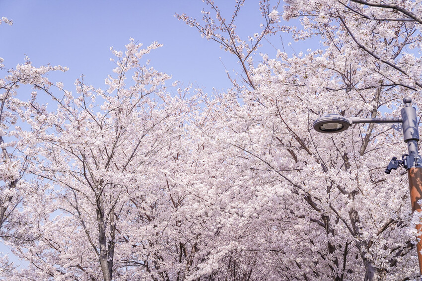 大渚生態公園櫻花 X魔王 釜山櫻花景點 同時可以拍到油菜花跟櫻花