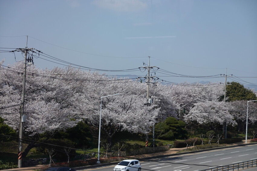 大渚生態公園櫻花 X魔王 釜山櫻花景點 同時可以拍到油菜花跟櫻花