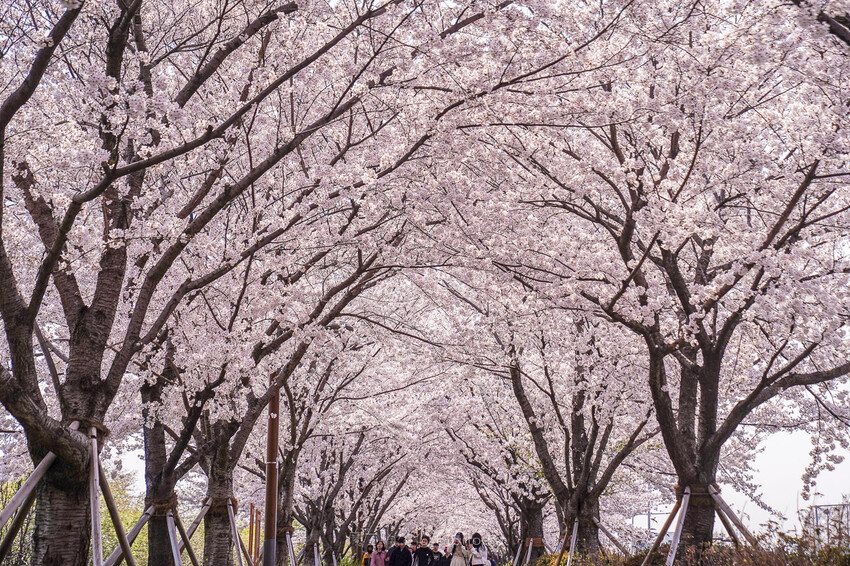 大渚生態公園櫻花 X魔王 釜山櫻花景點 同時可以拍到油菜花跟櫻花