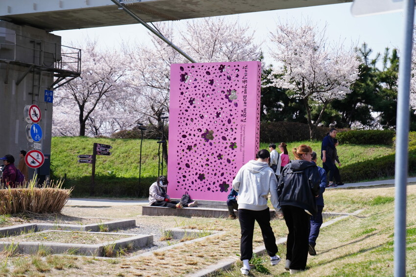大渚生態公園櫻花 X魔王 釜山櫻花景點 同時可以拍到油菜花跟櫻花
