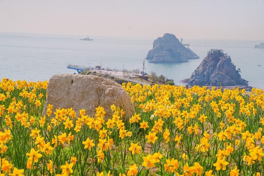 大渚生態公園櫻花 X魔王 釜山櫻花景點 同時可以拍到油菜花跟櫻花